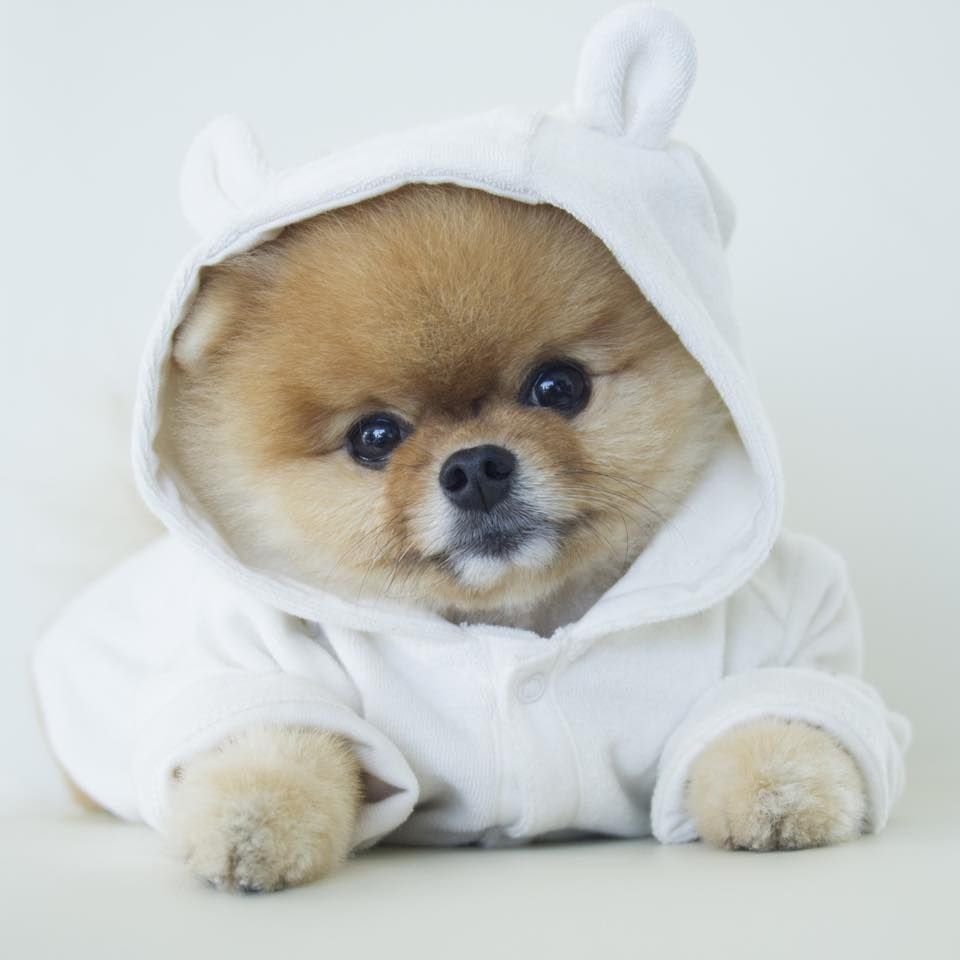 Померанский шпиц jiffpom