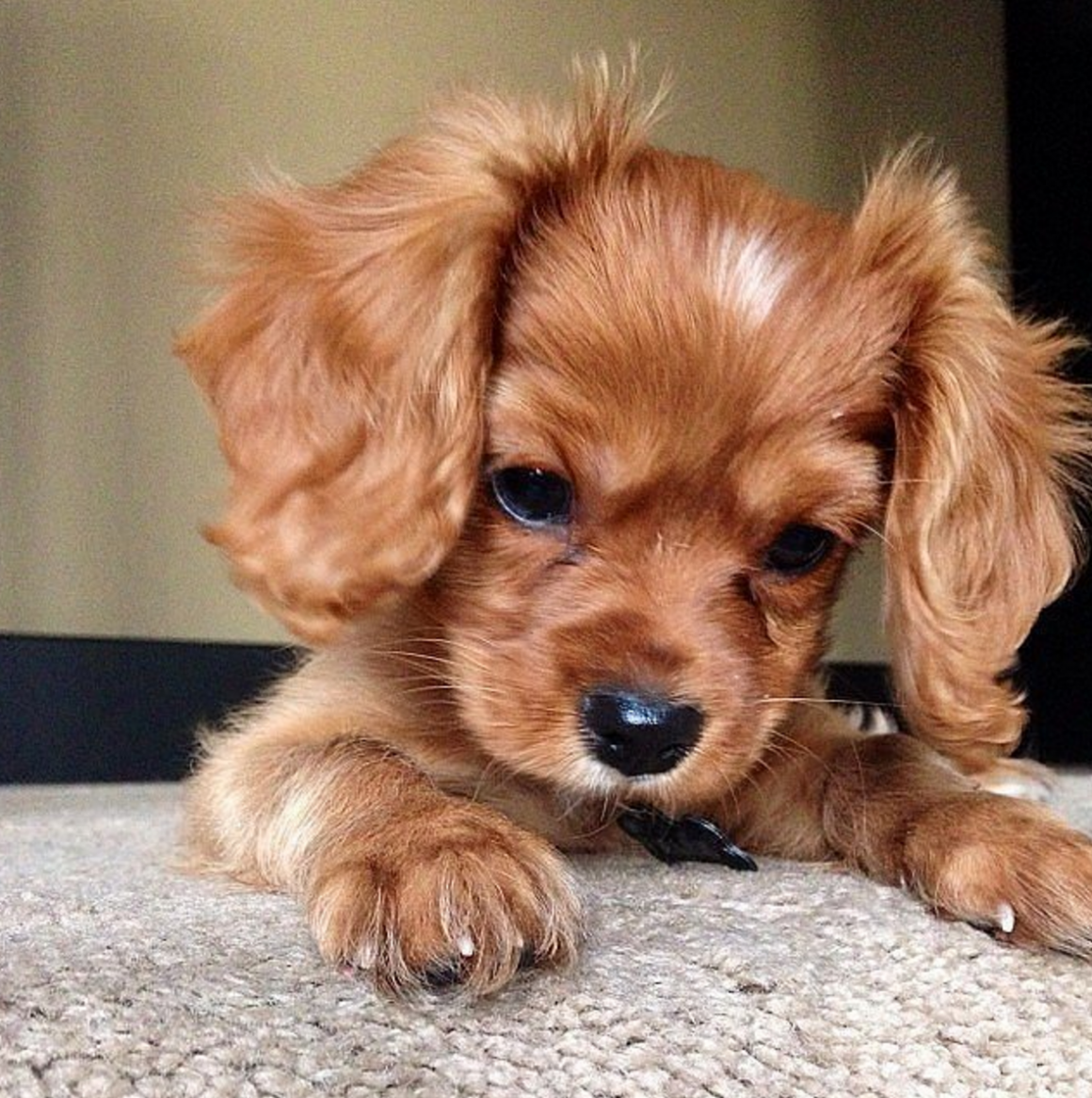 Милые щенки