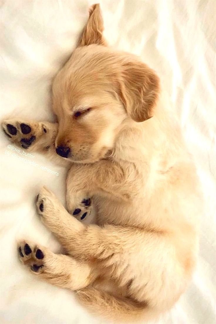 Милые животные