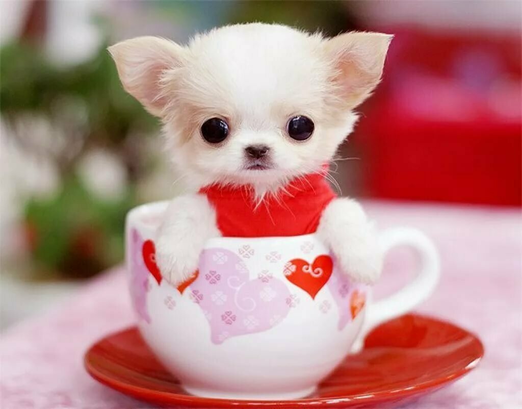 Чихуахуа Teacup