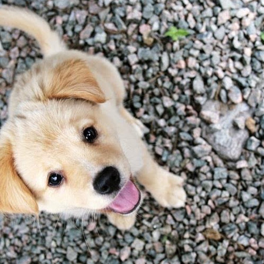 Собачки на аву