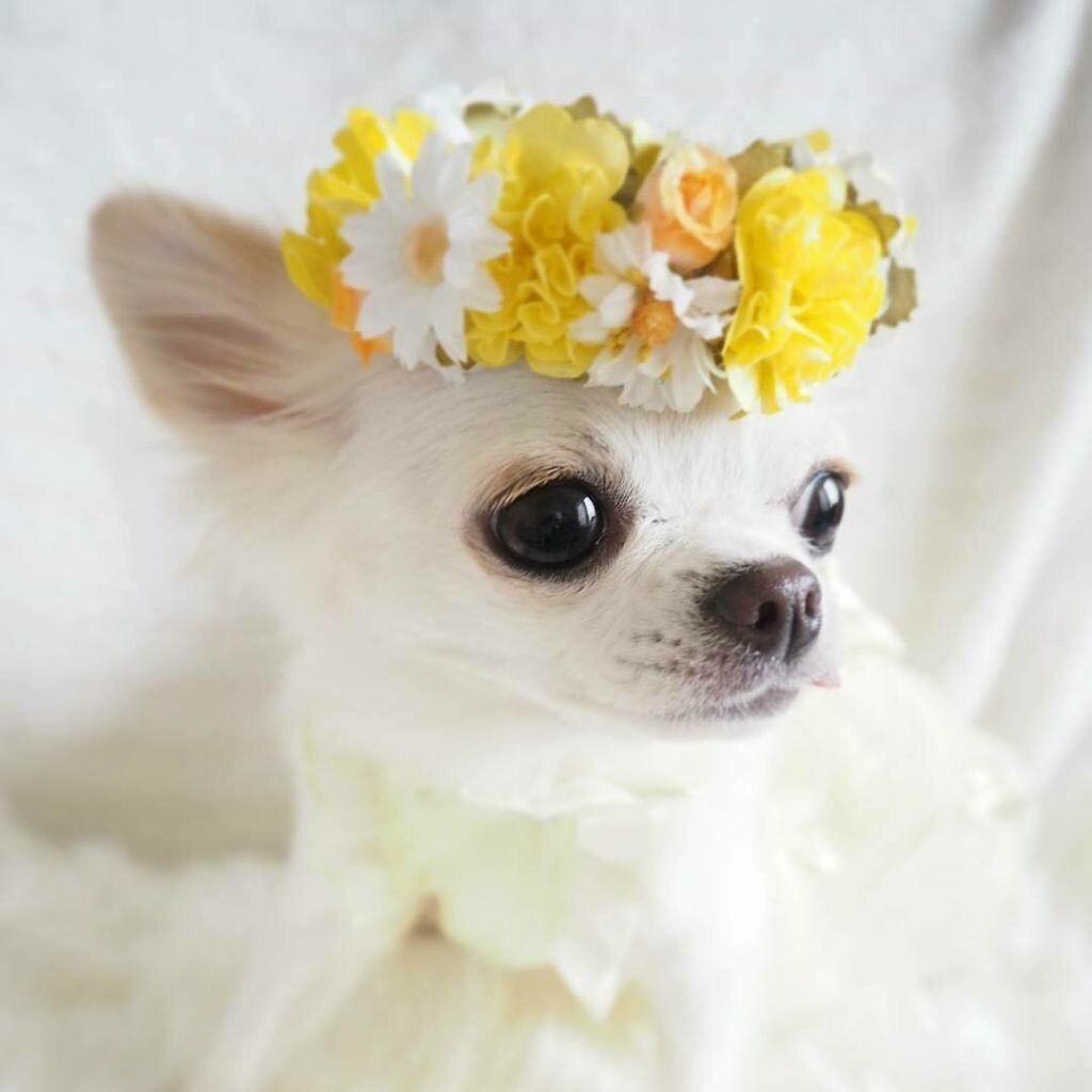 Милые собачки чихуахуа