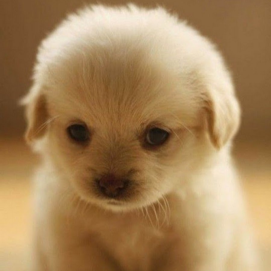 Милые животные