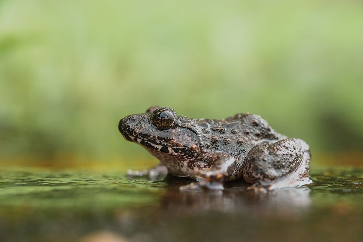 Trachyboa boulengeri