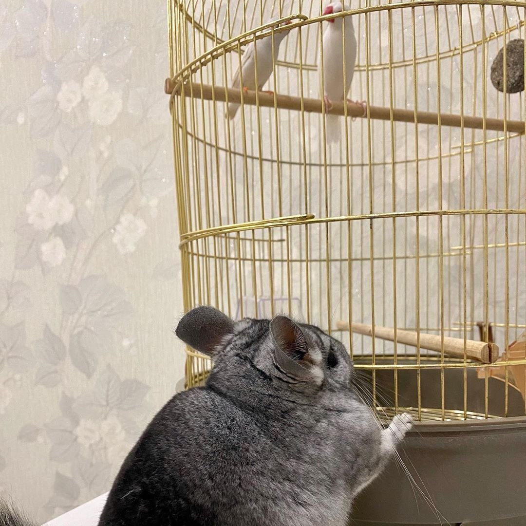 Окрас белый Вильсон