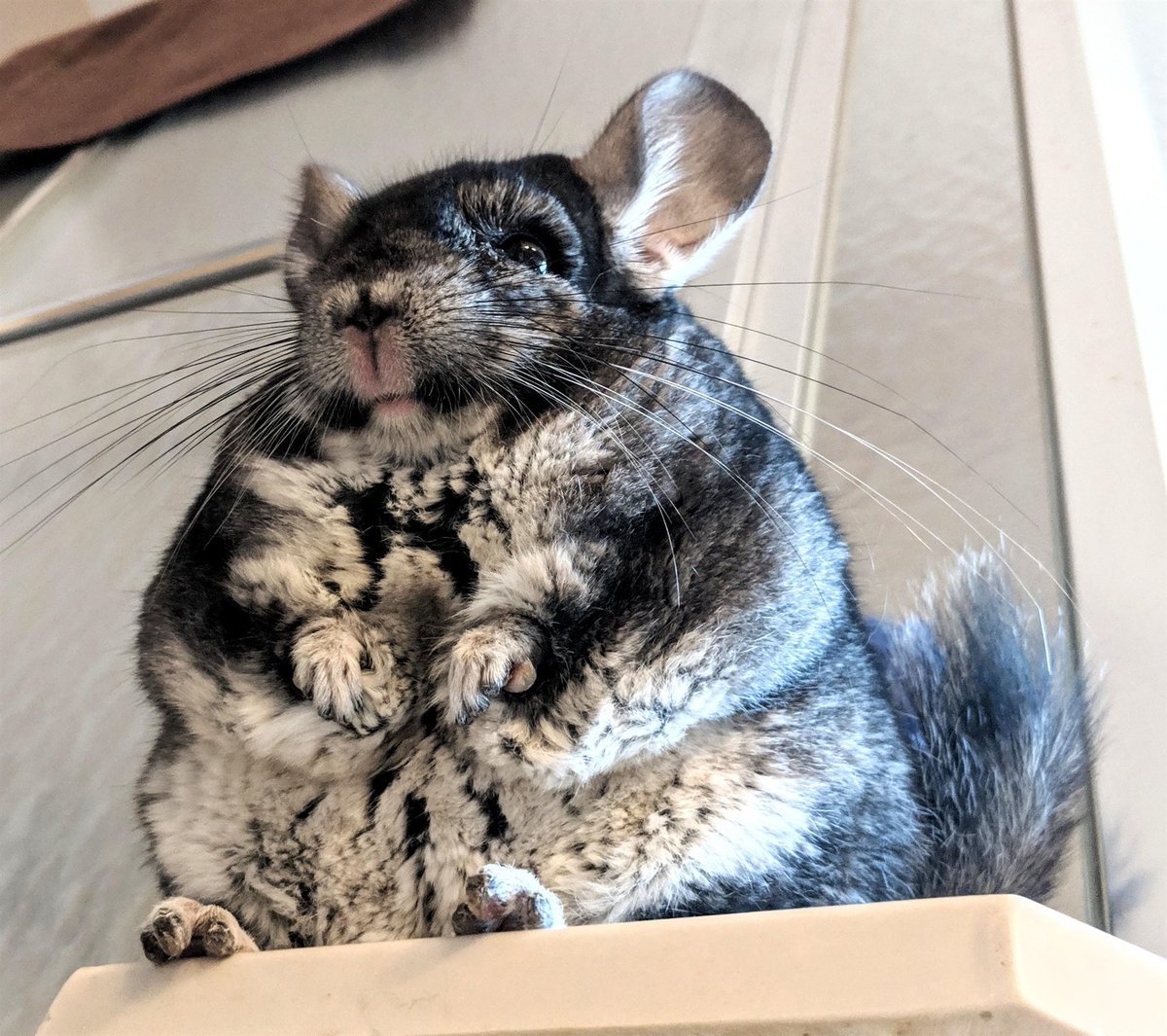 Шиншилла на белом фоне