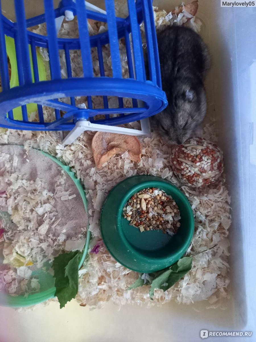 Шиншилла милашка