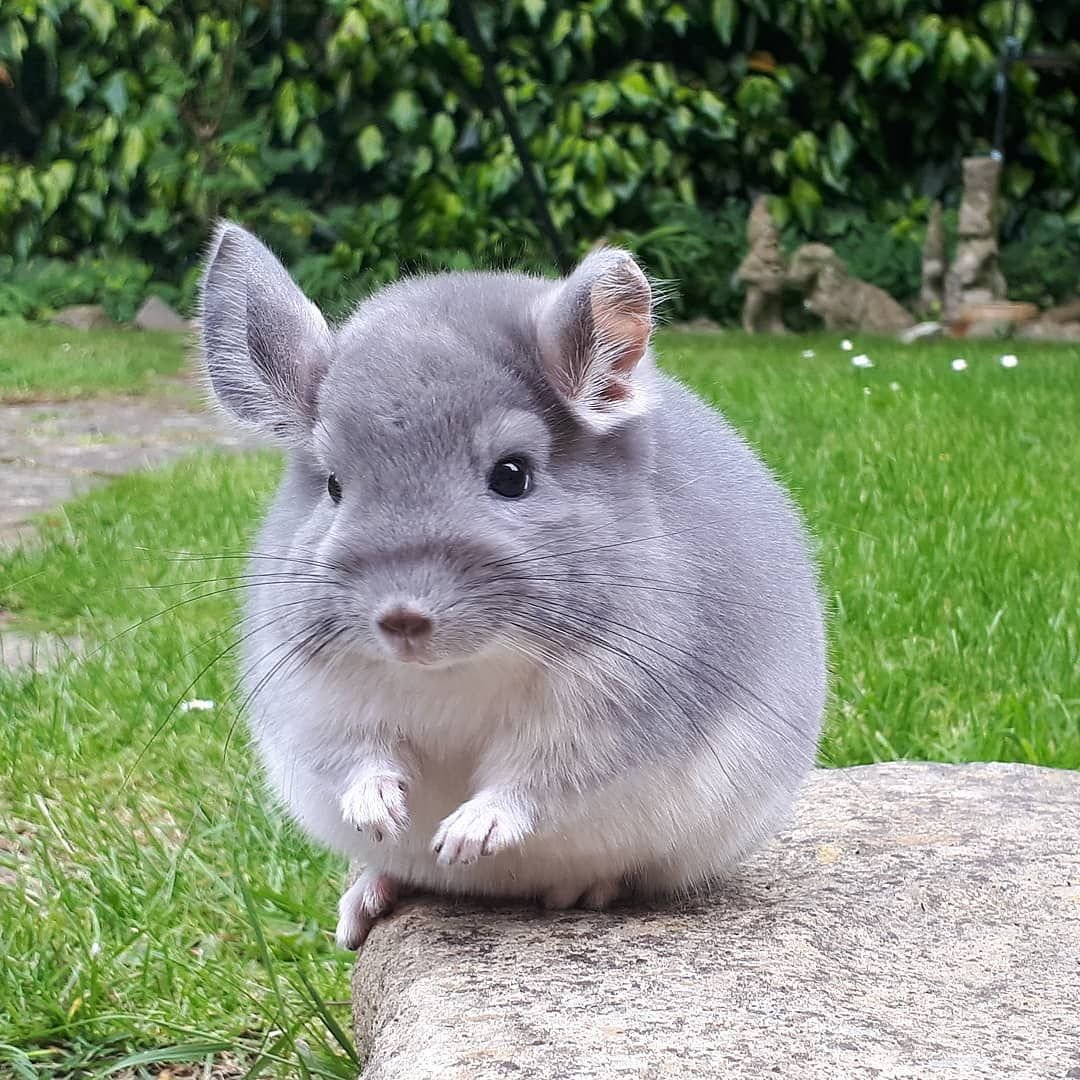 Горная вискаша