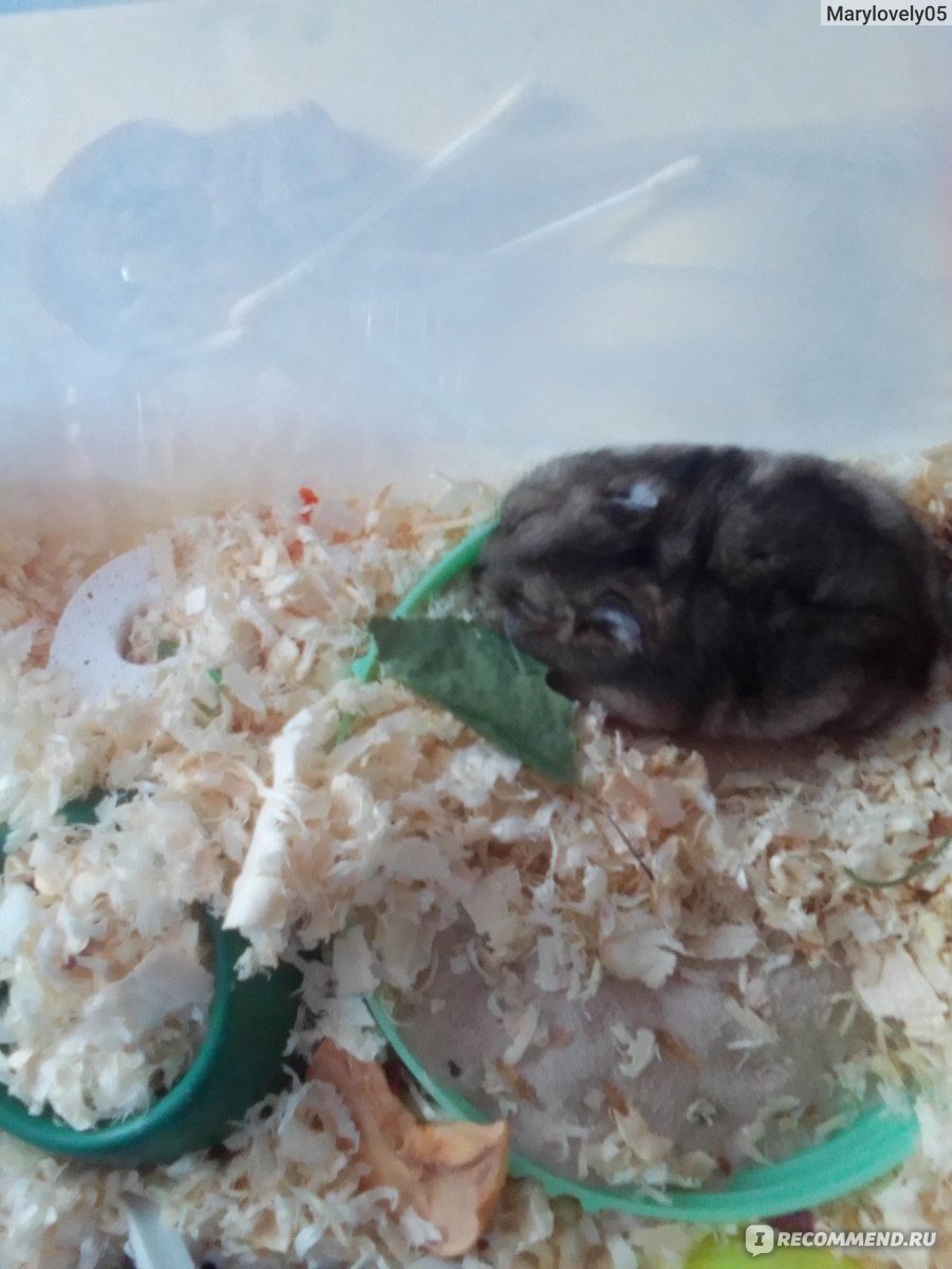 Малая длиннохвостая шиншилла