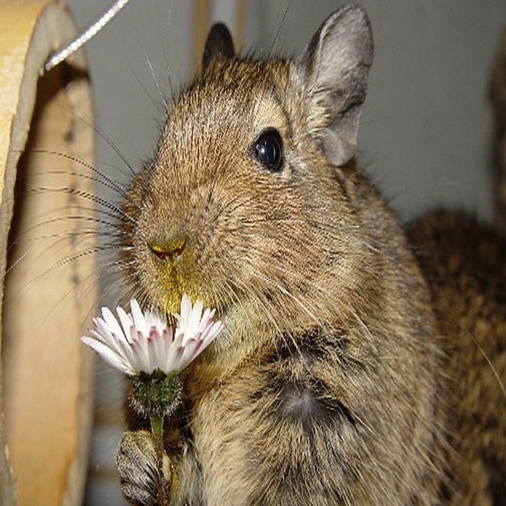 Cranky Chinchilla игра