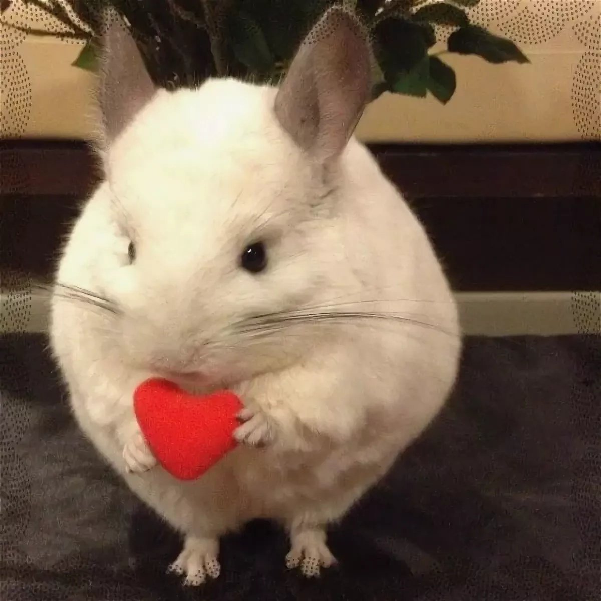 Тхис ИС шиншилла