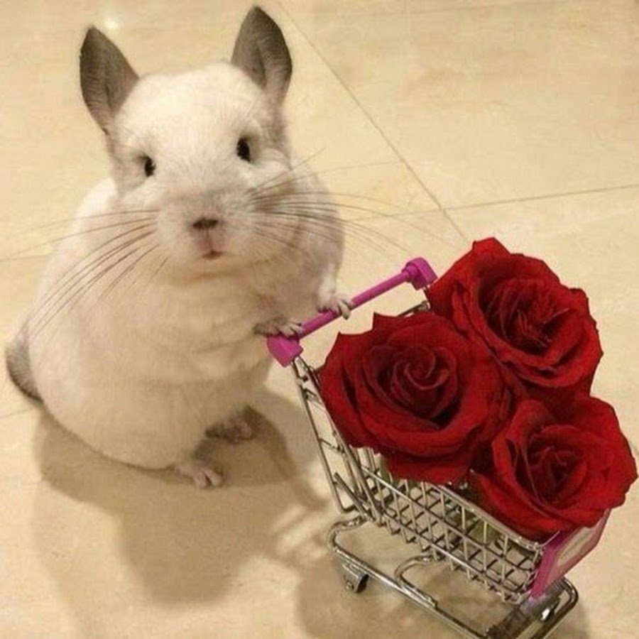 Как ухаживать за шиншиллой