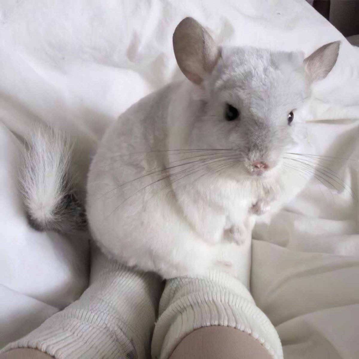 Шиншилла ланигера