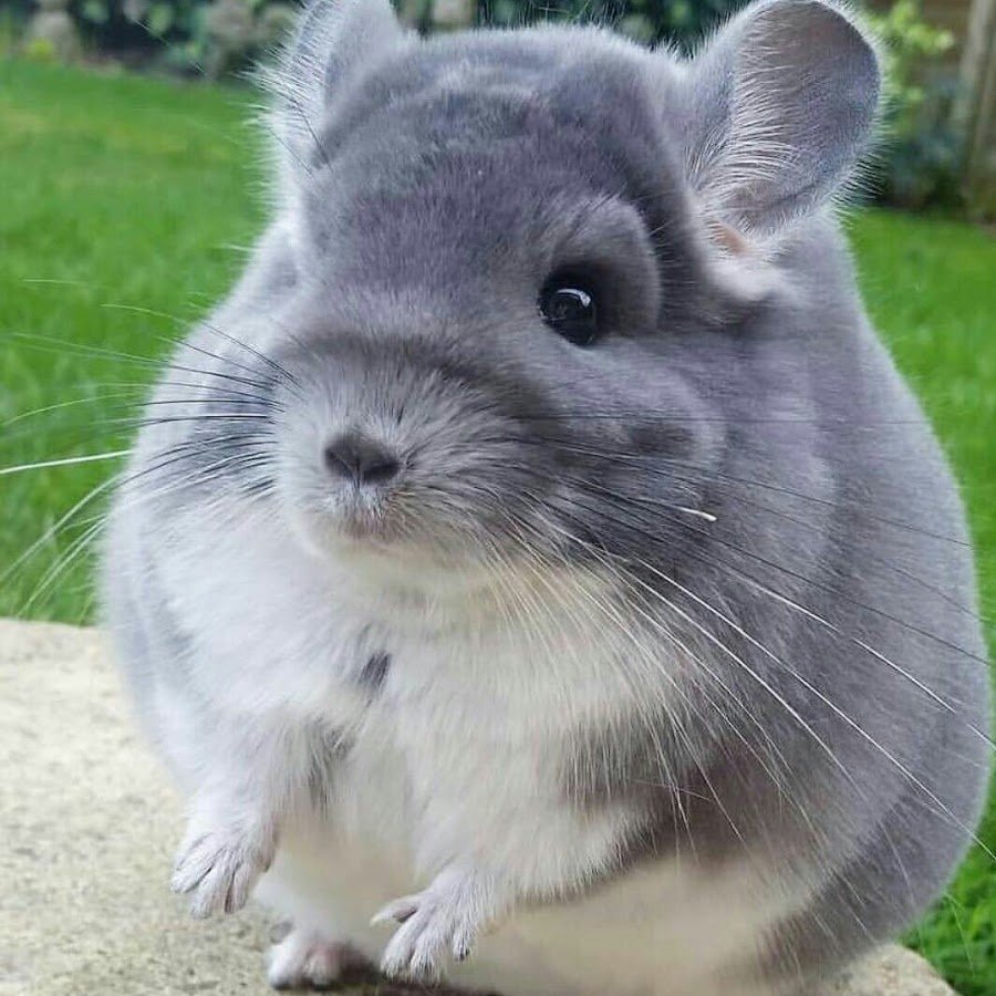 Шиншилла с сердечком