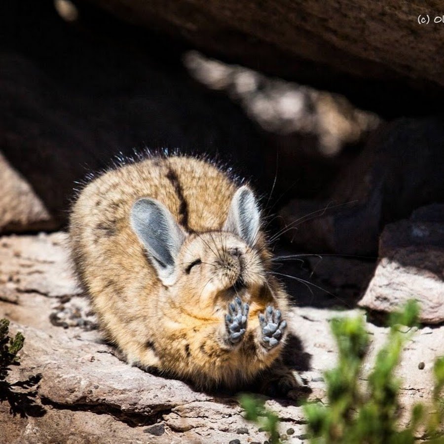 Шиншилла Беби