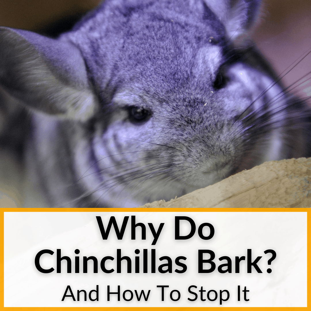 Шиншилла купается в песке