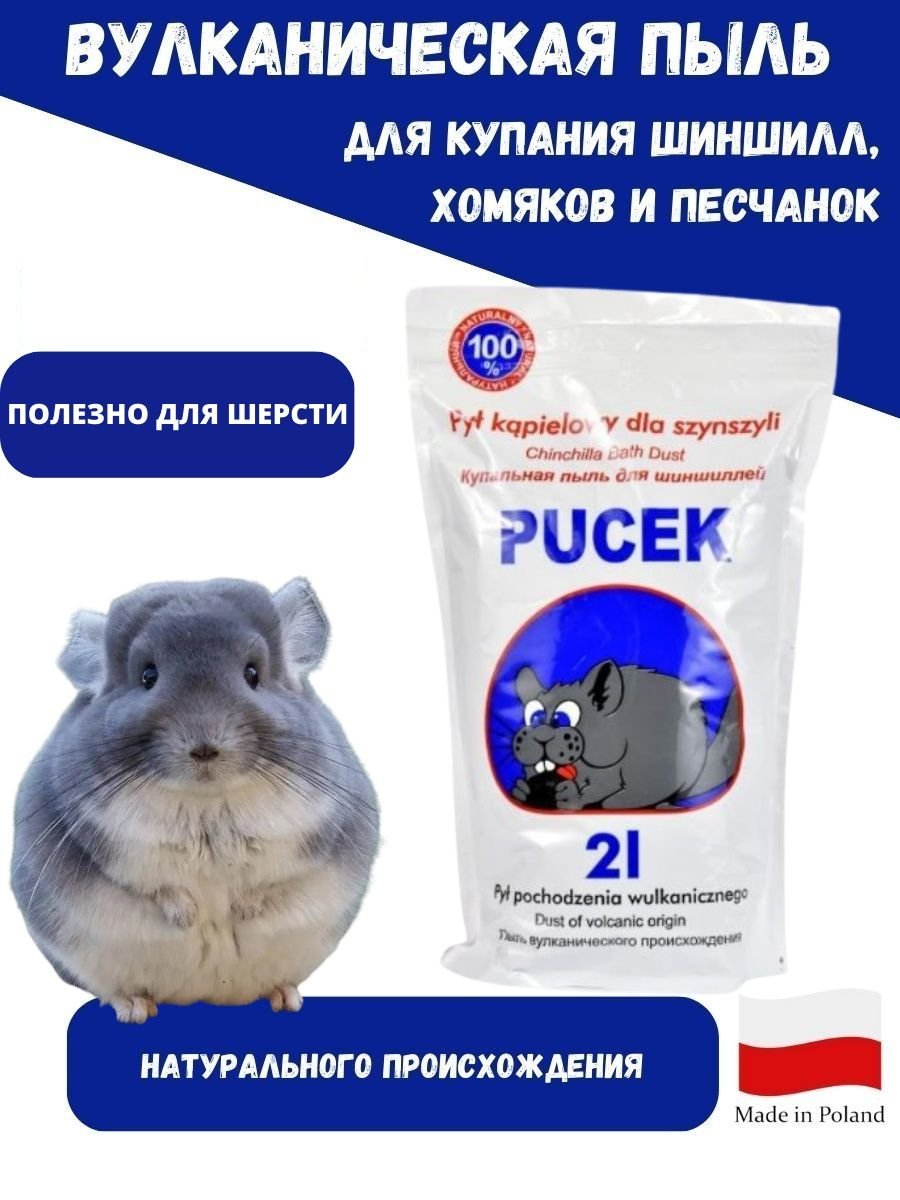 Длиннохвостая шиншилла