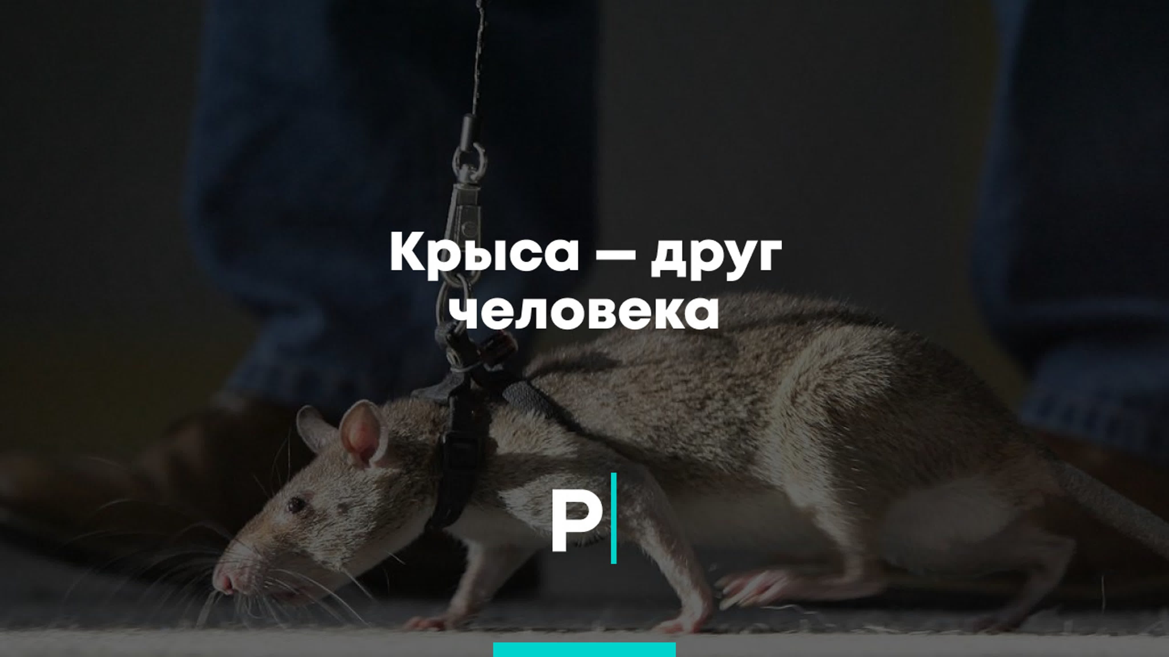 Книга крыса люди