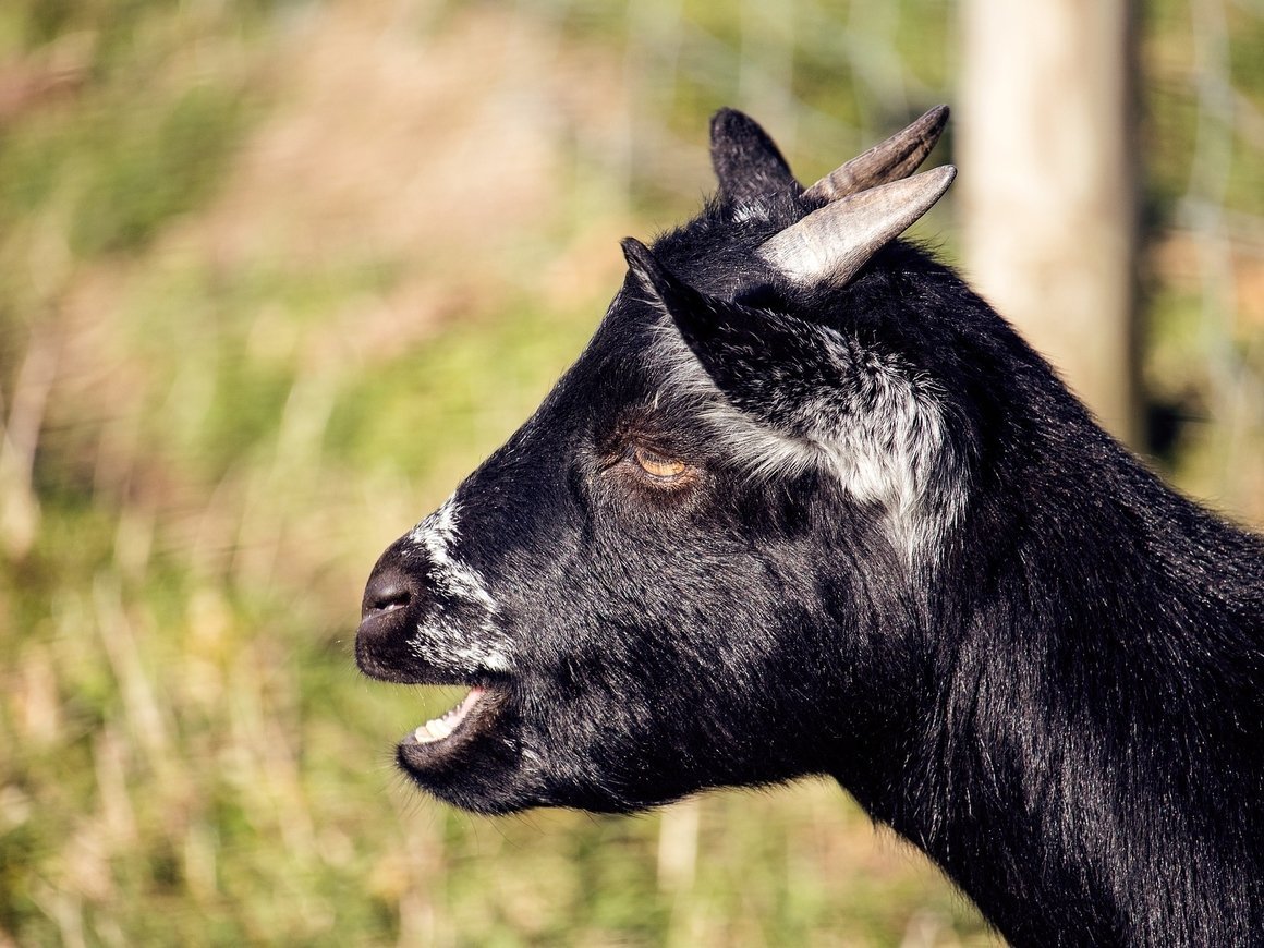 Коза в ярости