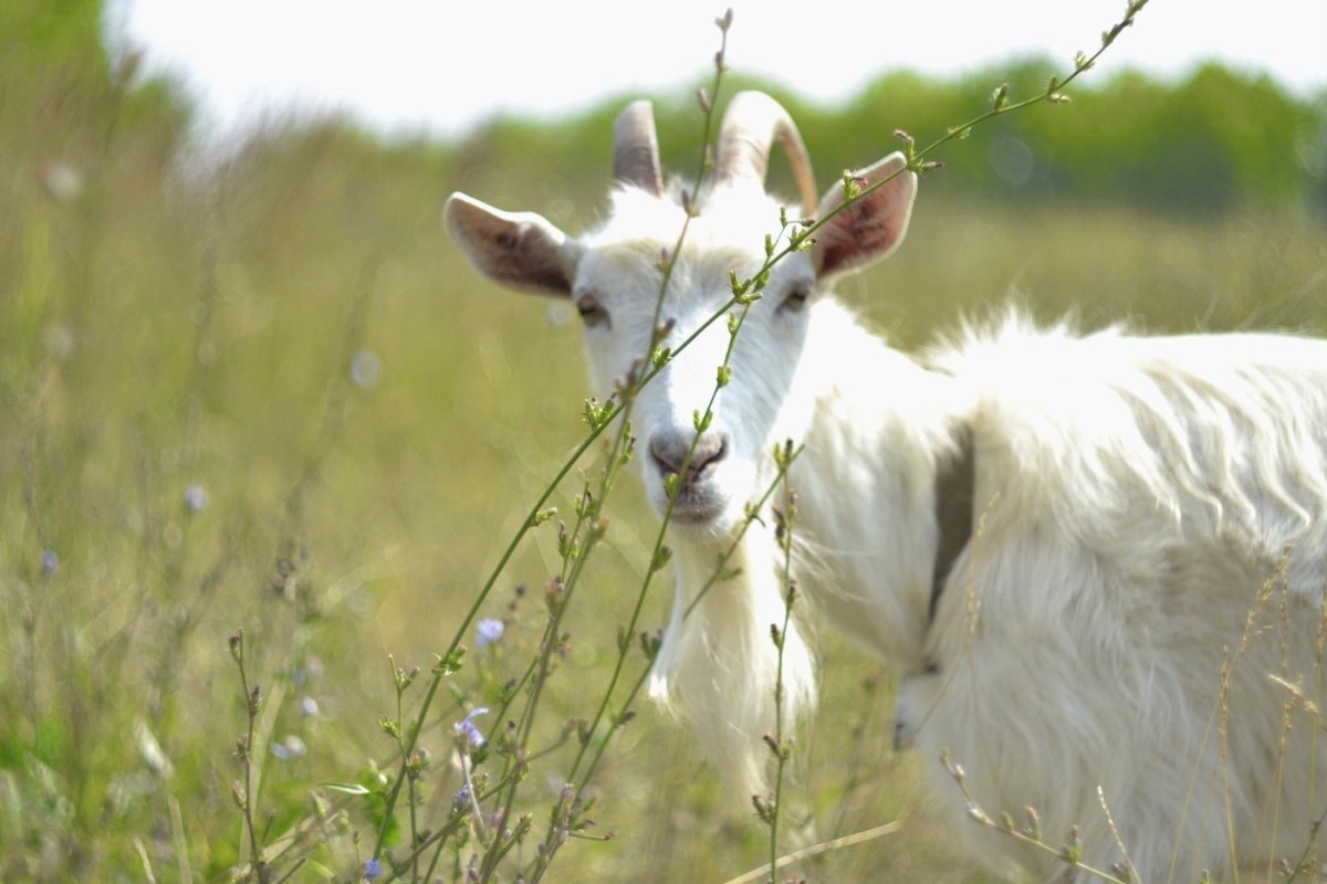 «Белая коза Альба» (1945)