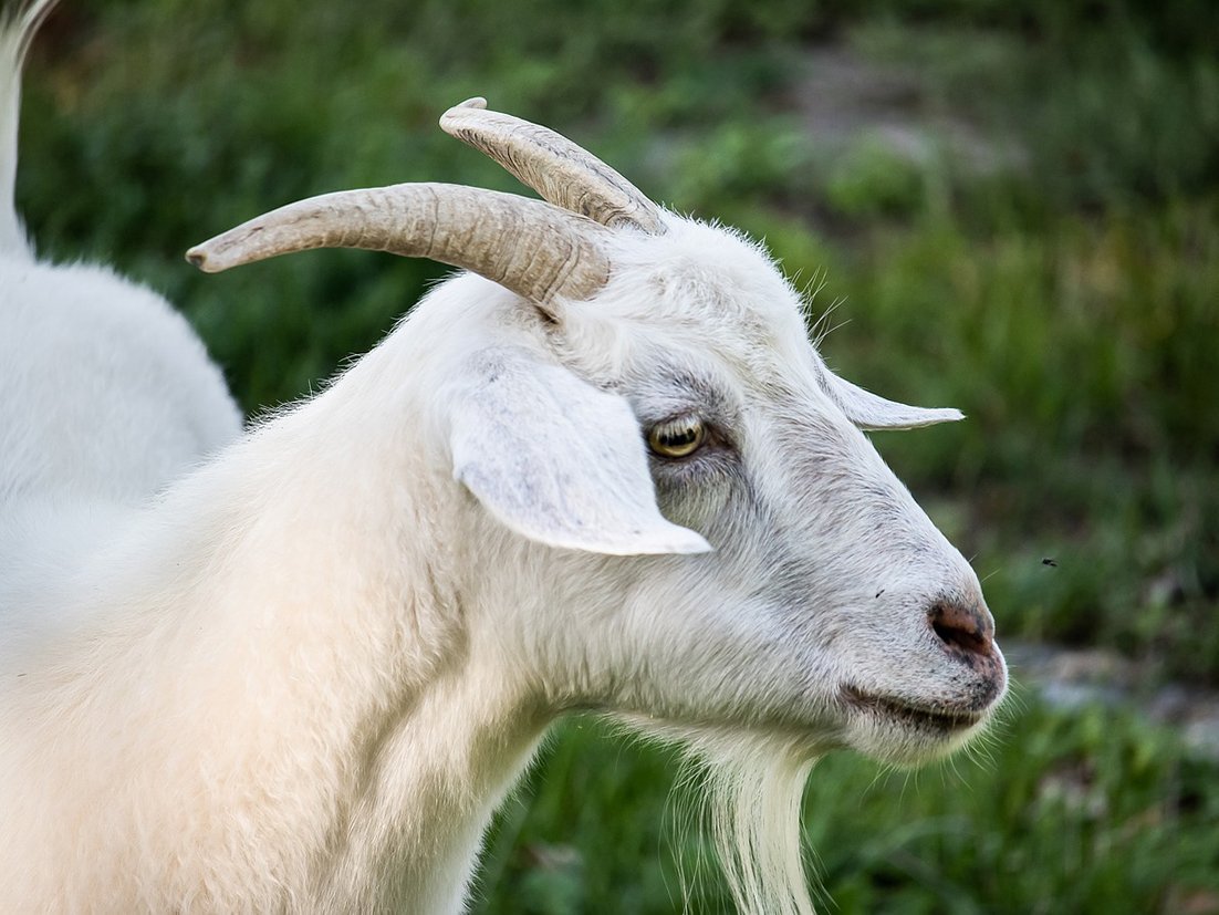 Козёл белый