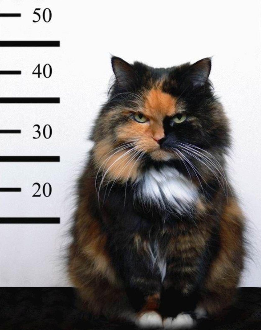 Кот уголовник