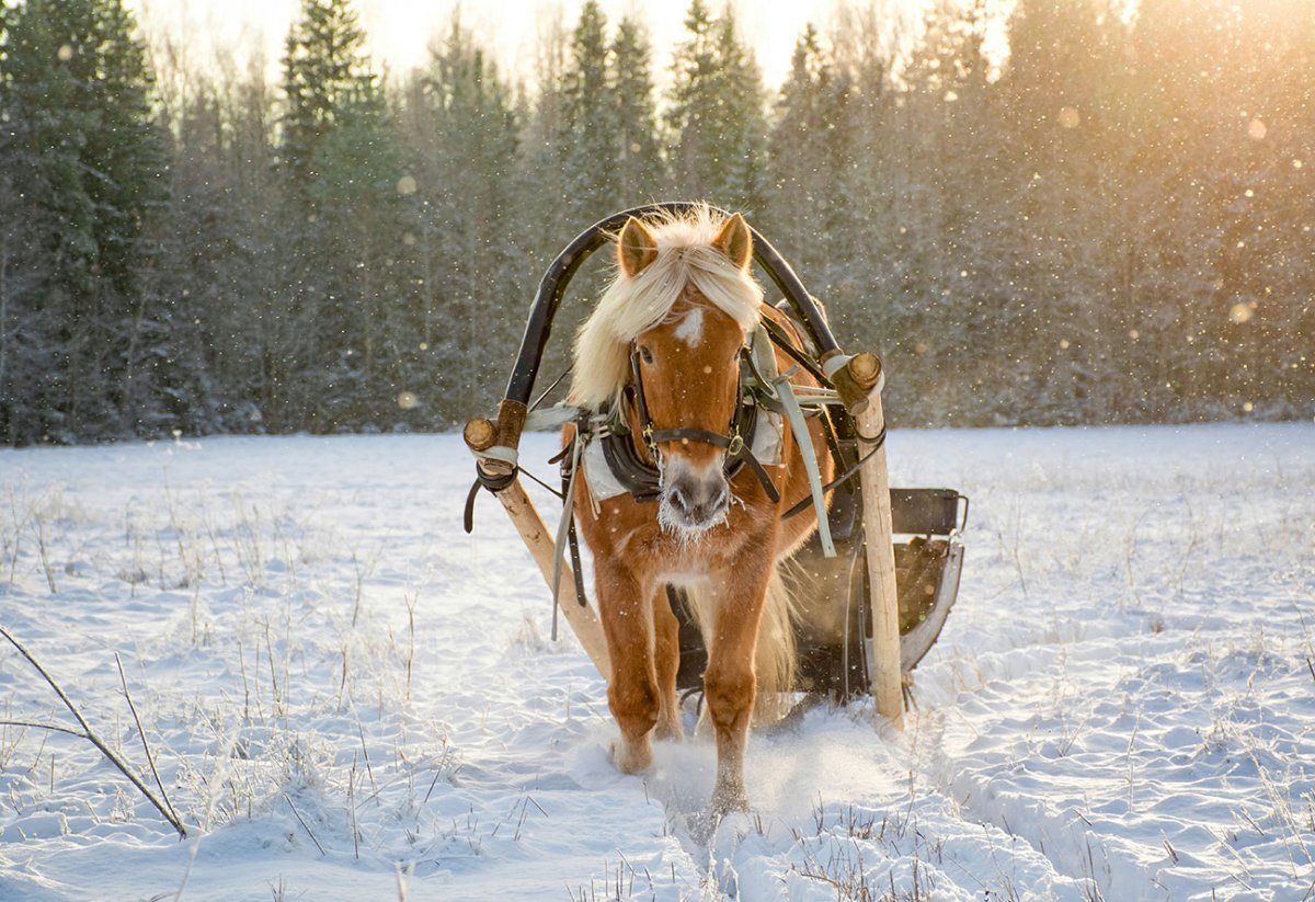Кобылка бурая в санях