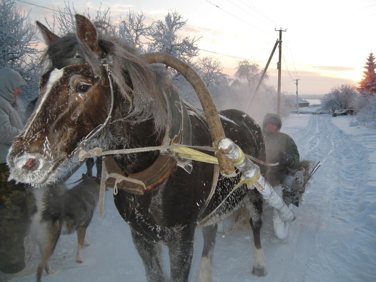 Сани запряженные лошадью в деревне