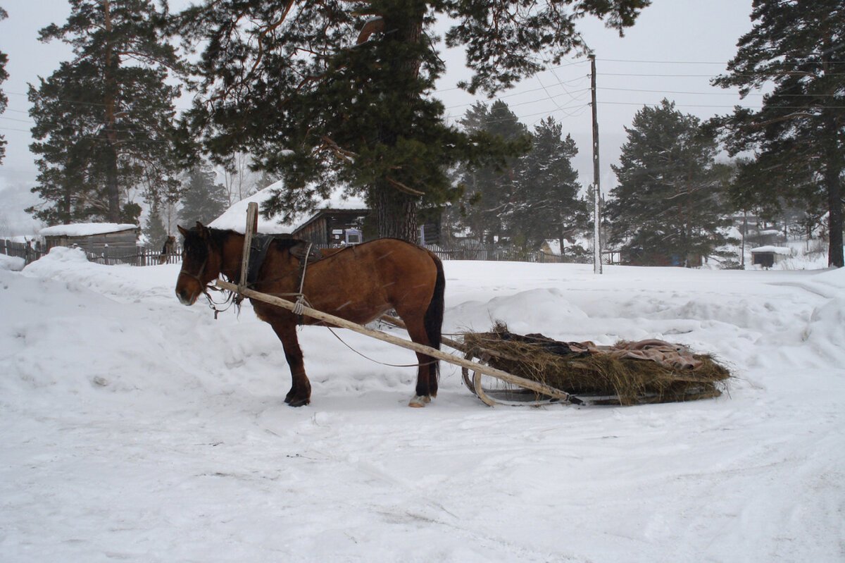 Лошадь с санями