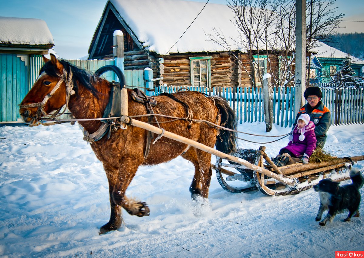 Лошадь с санями зимой