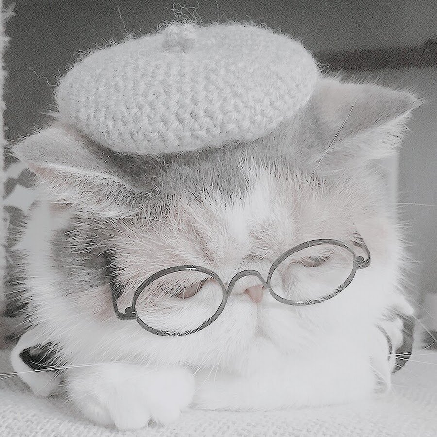 Котенок в очках Эстетика