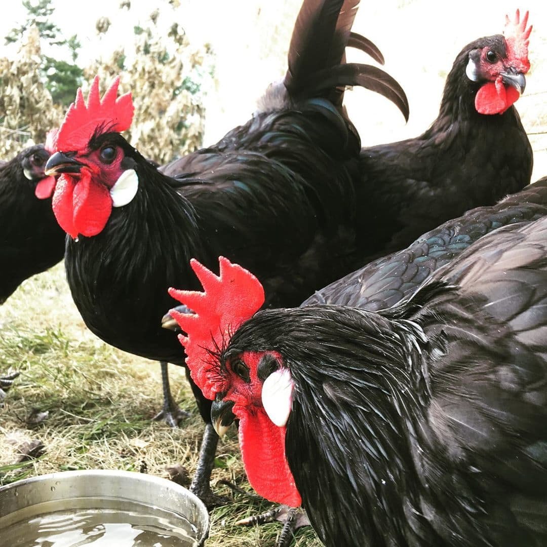 Породы кур с названиями