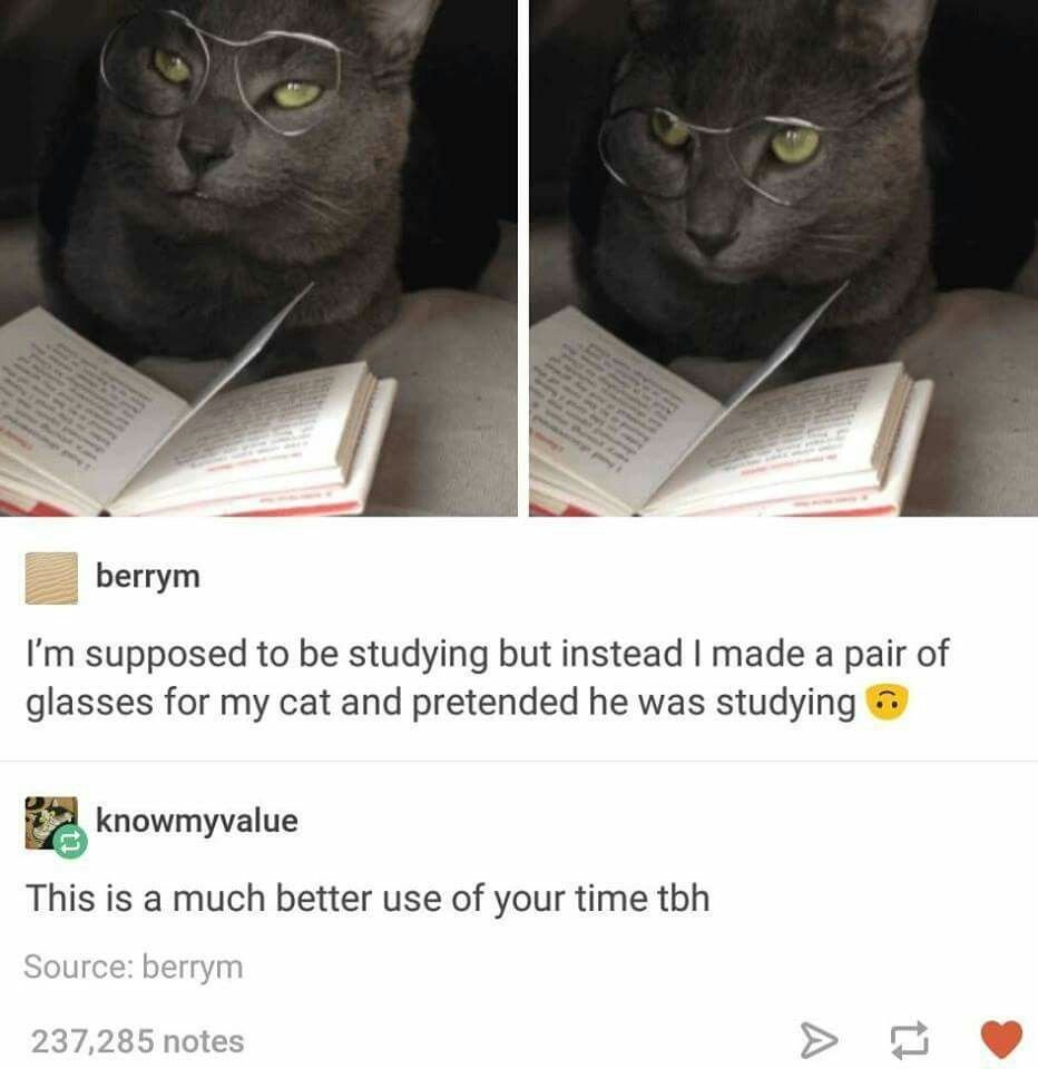 What is supposed to be Cat