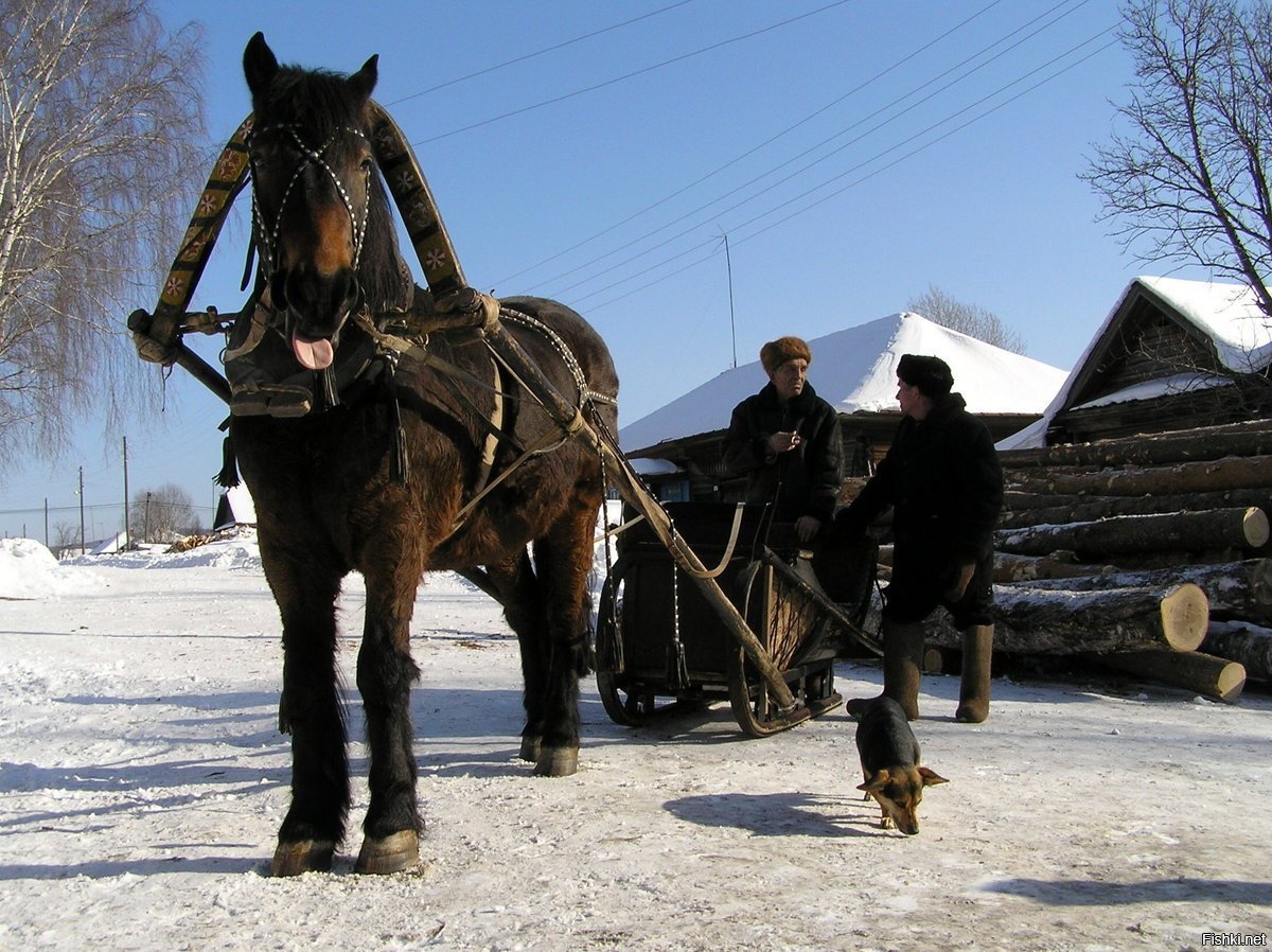 Деревня зима лошадь