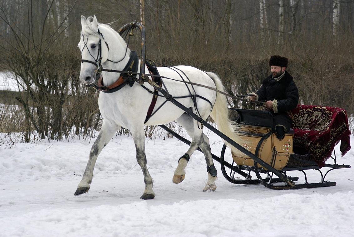Орловский рысак в упряжи