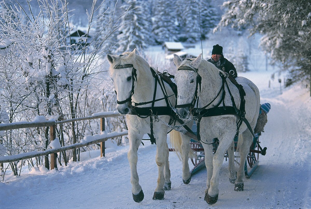 Лошадь с санями