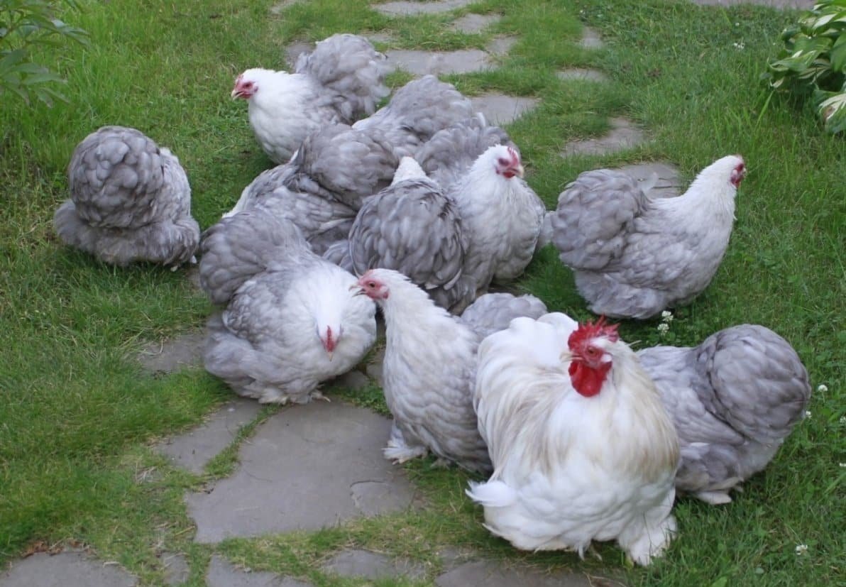 Голландские куры несушки породы