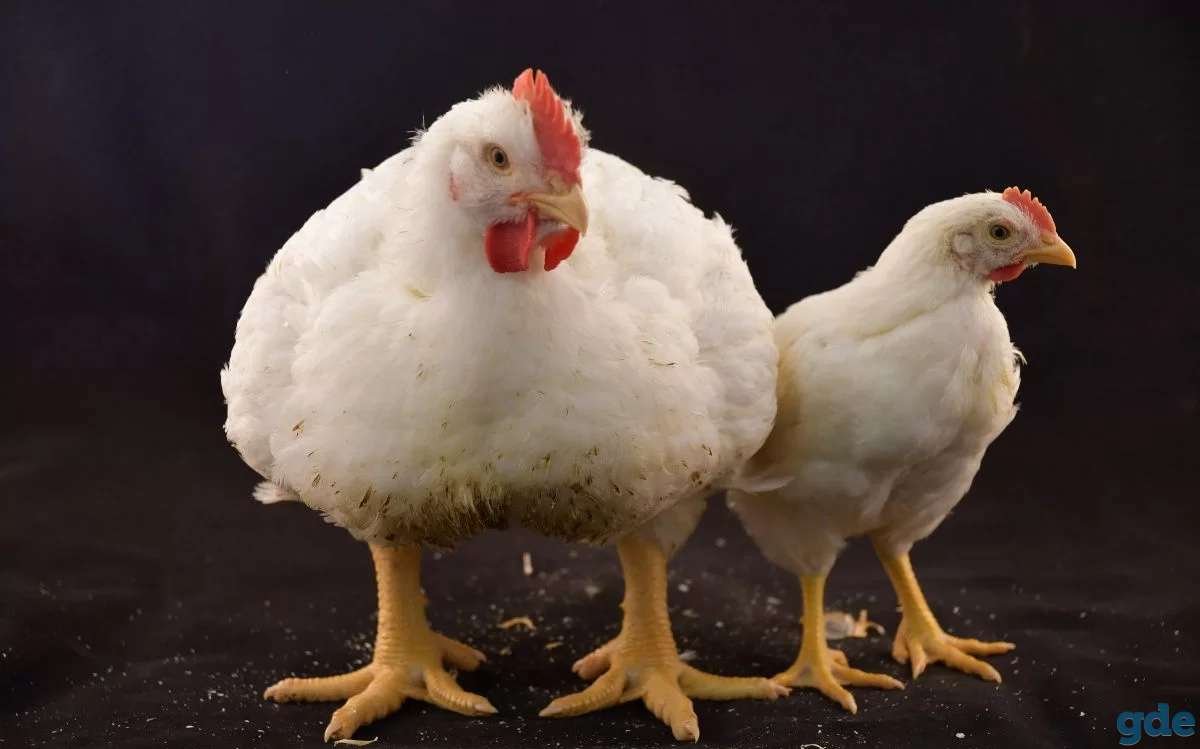 Серая курица