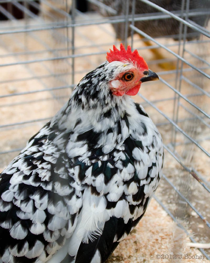 Леггорн Браун