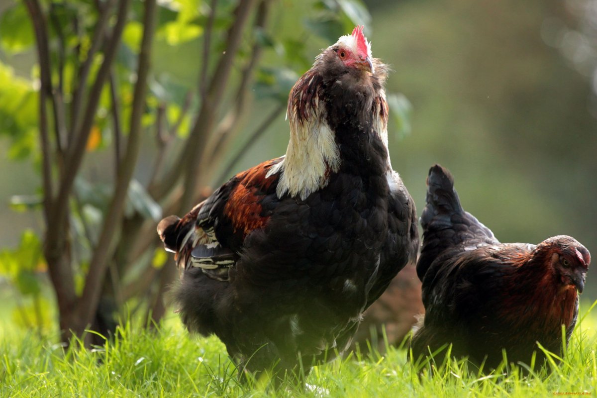 Птицеферма петух