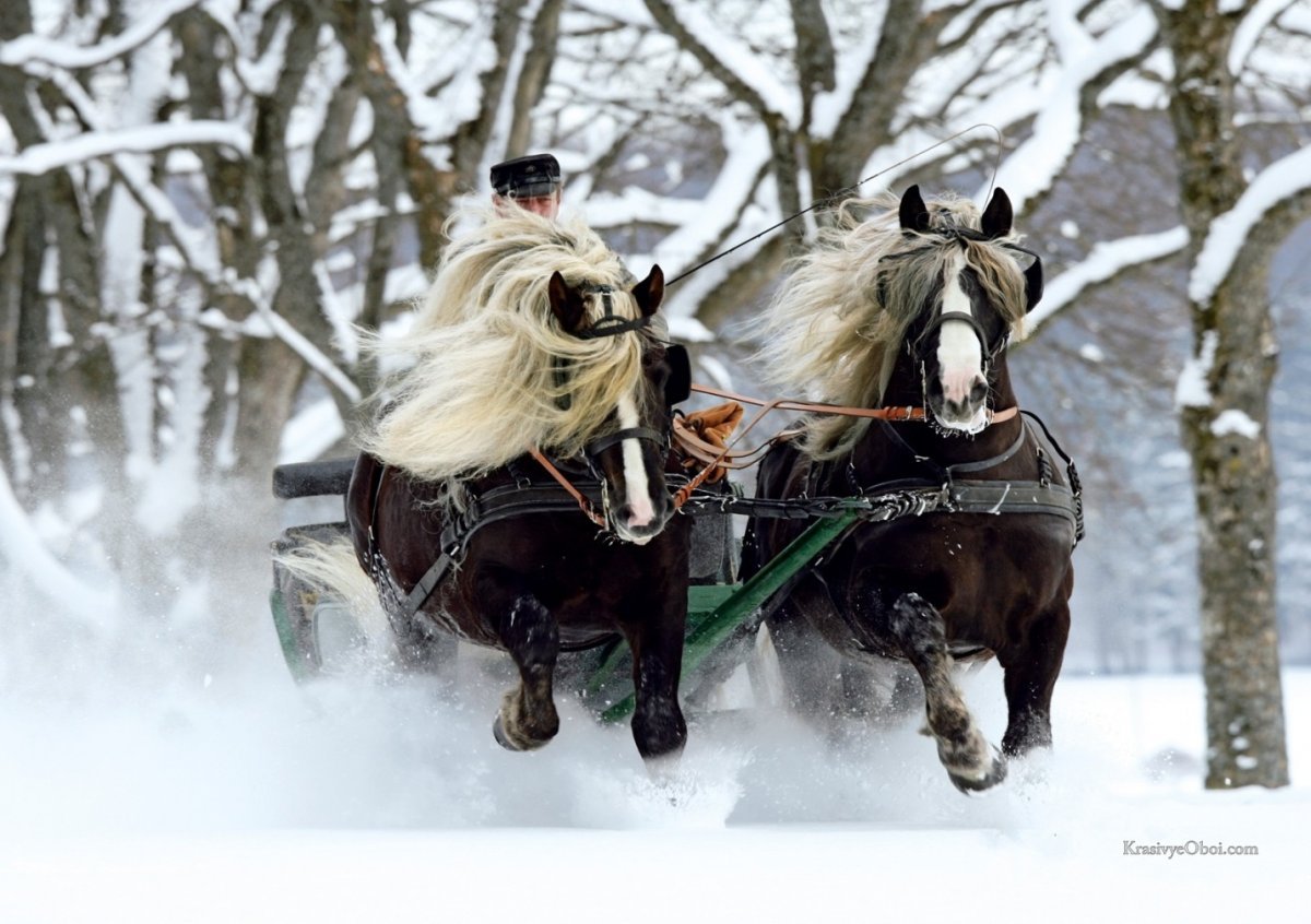 Зимняя упряжка лошадей