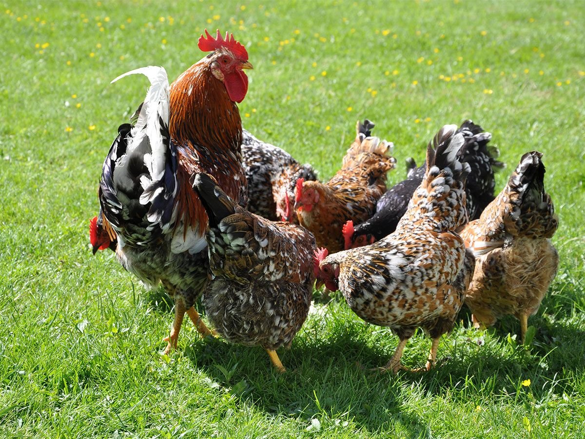 Кросс АРБОР АЙКРЕС