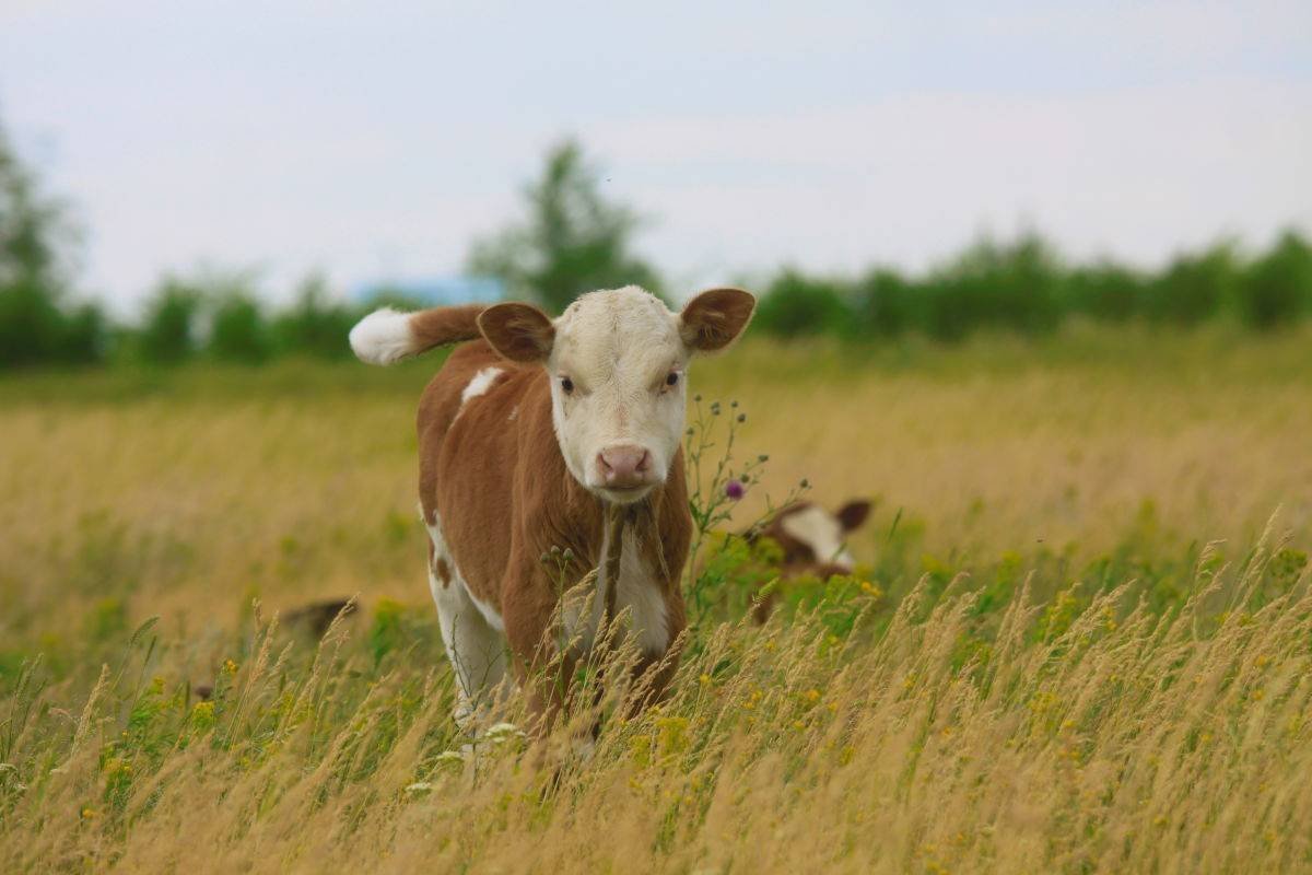 Маленькая корова