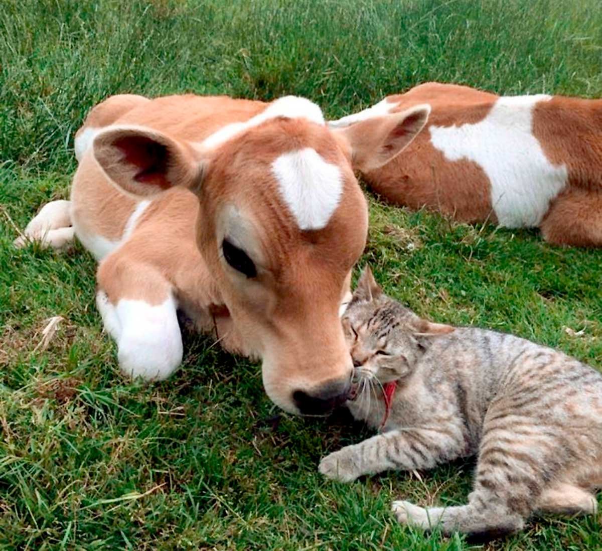 Домашние животные