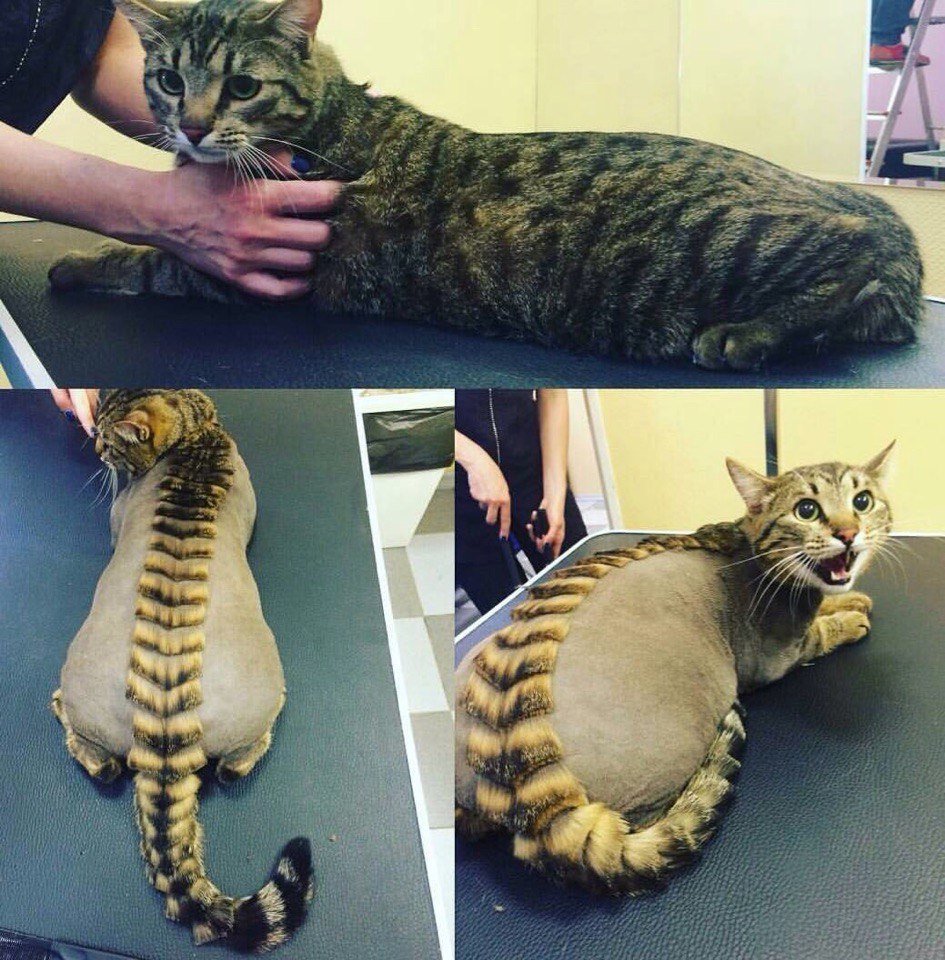 Кошка и змея