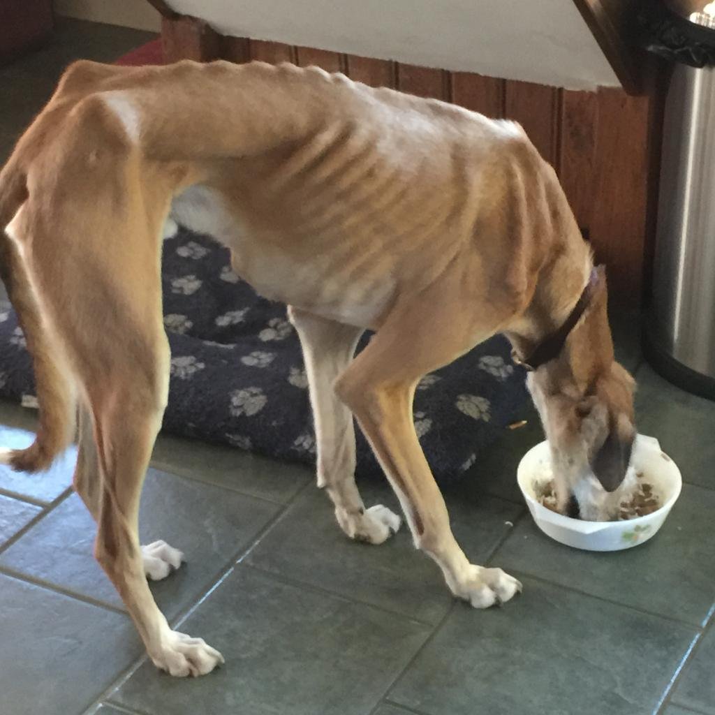 Животные в необычных местах