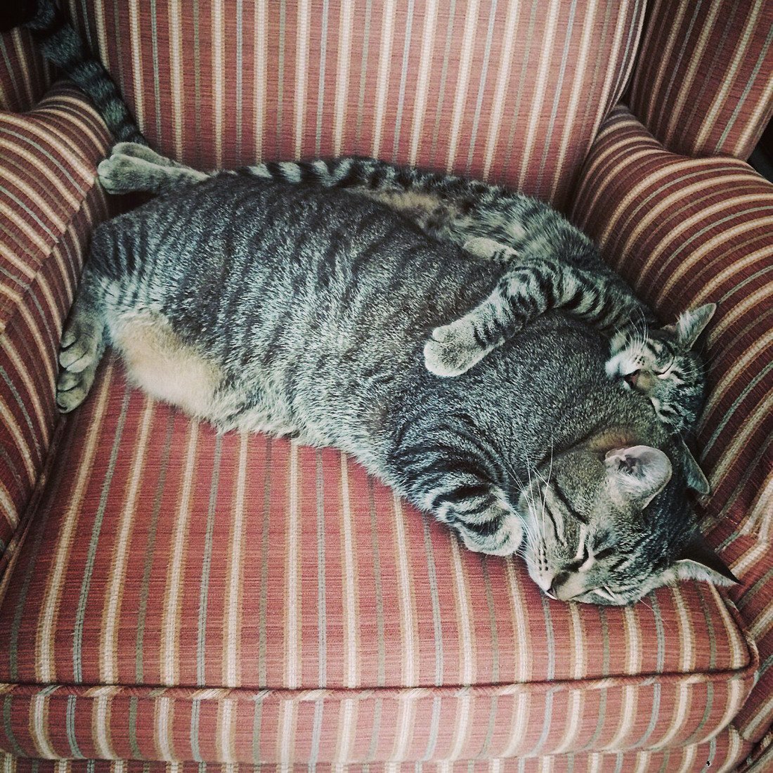 Цейлонская короткошерстная кошка рыжая