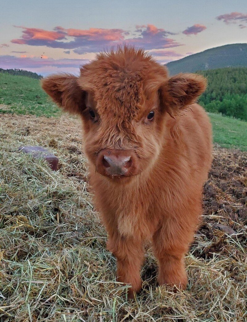 Рыжий теленок