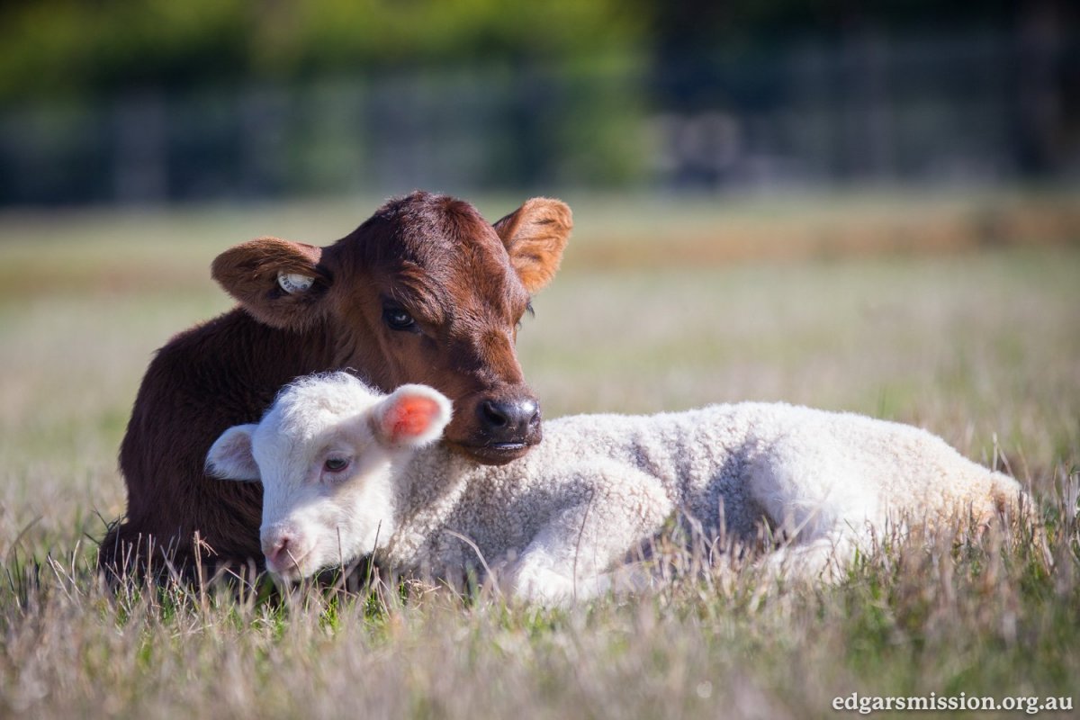 Телята и ягнята