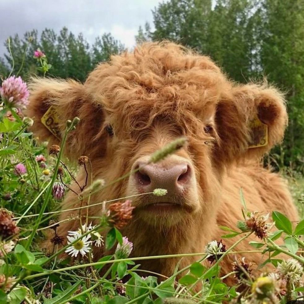Хайленд корова теленок